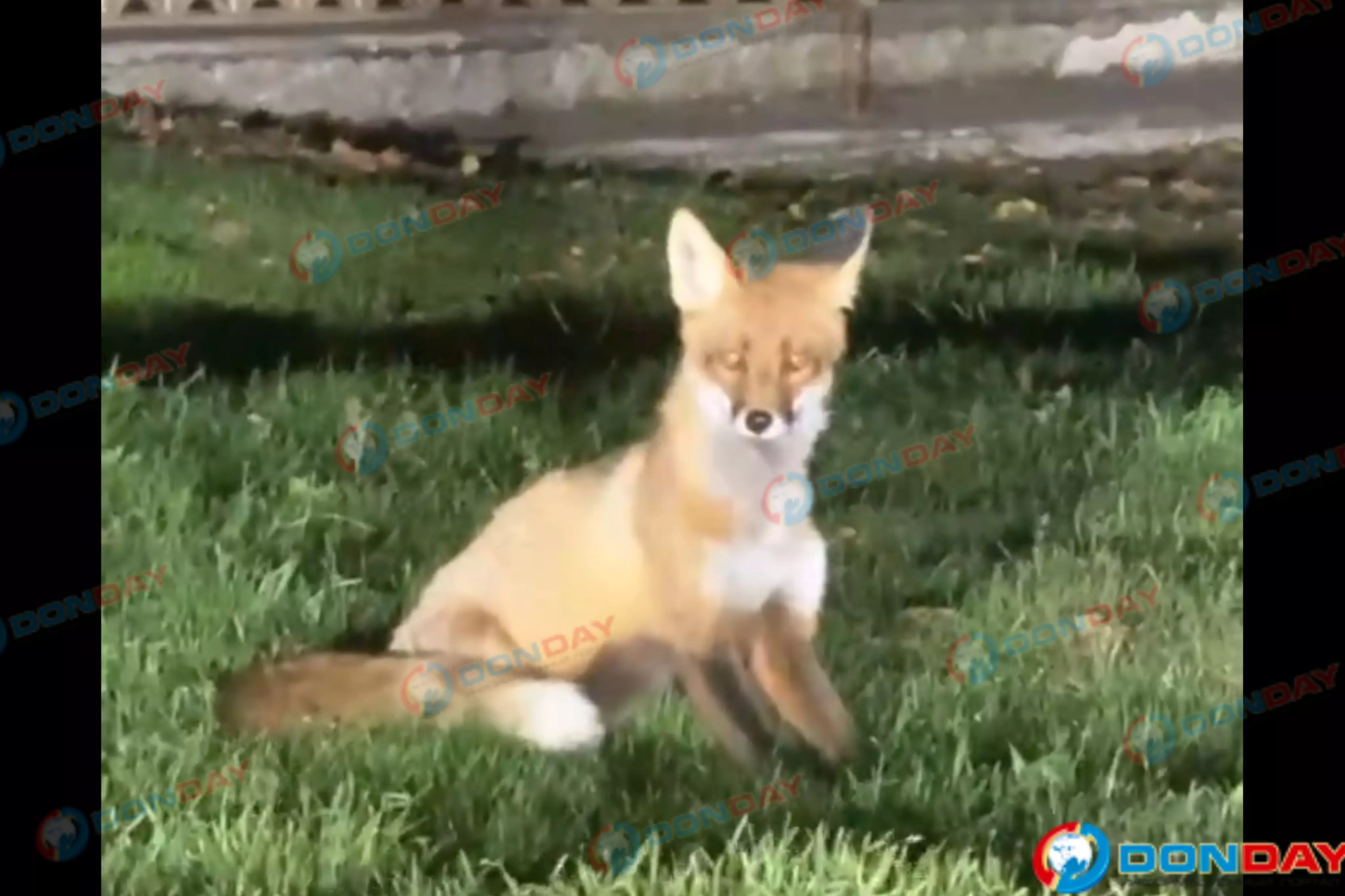 В центре Азова жители заметили лису