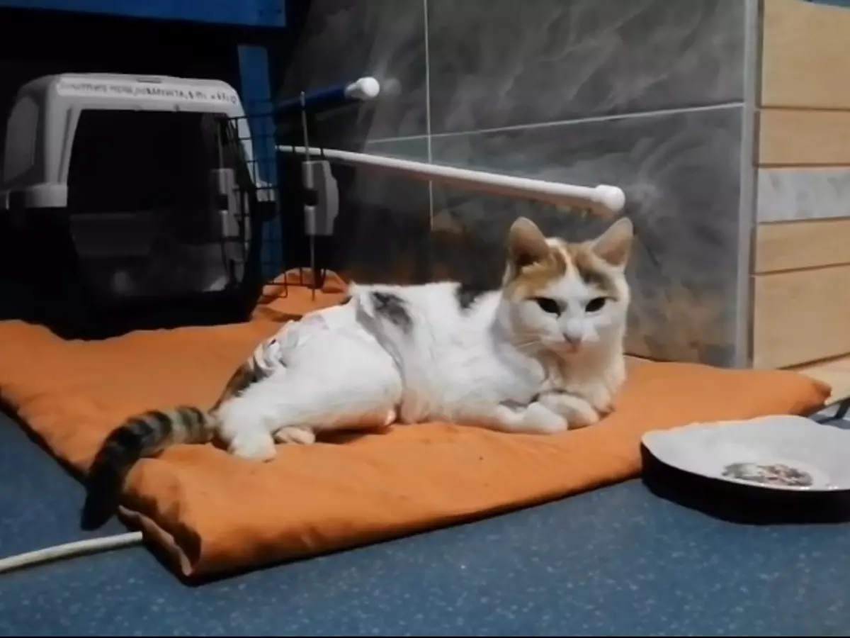 Семья москвичей приютила парализованную кошку из Ростовской области