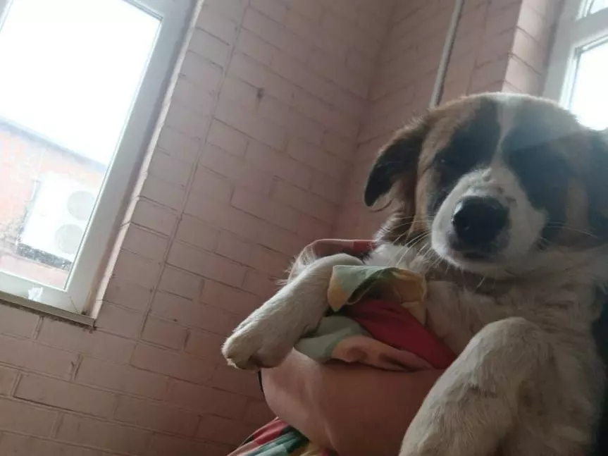 Парализованной собаке из Сальска нужны операция и коляска