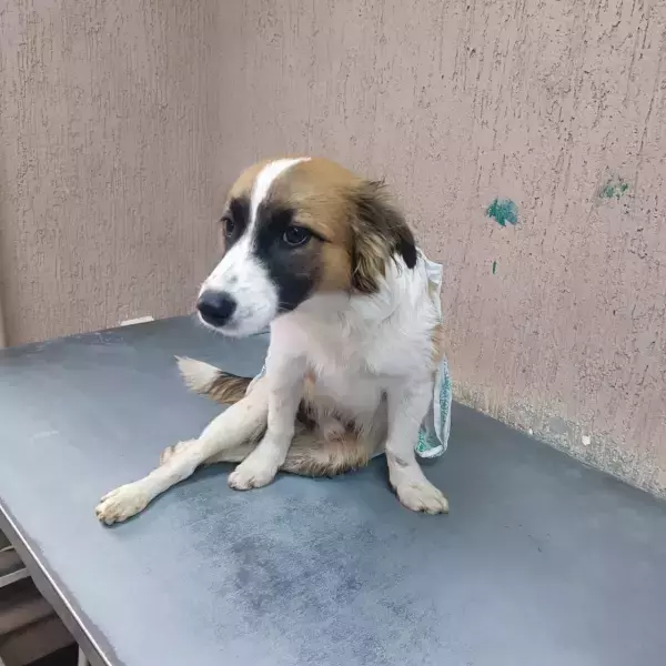 В Сальске ищут хозяев парализованной после ДТП собаке, которая не сможет ходить