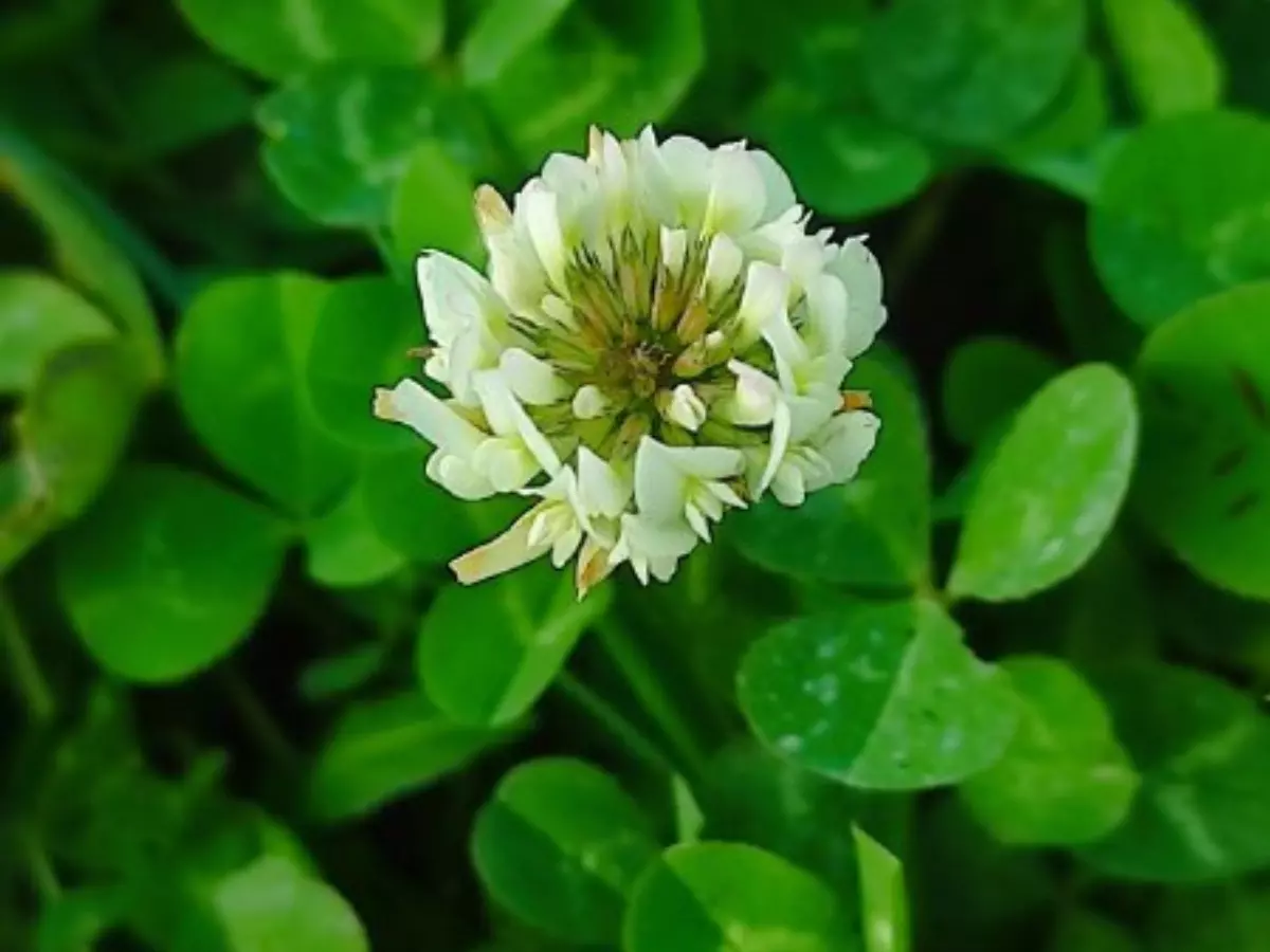 Расцвели розы и набухли почки: В Ростовскую область пришла «ложная весна»