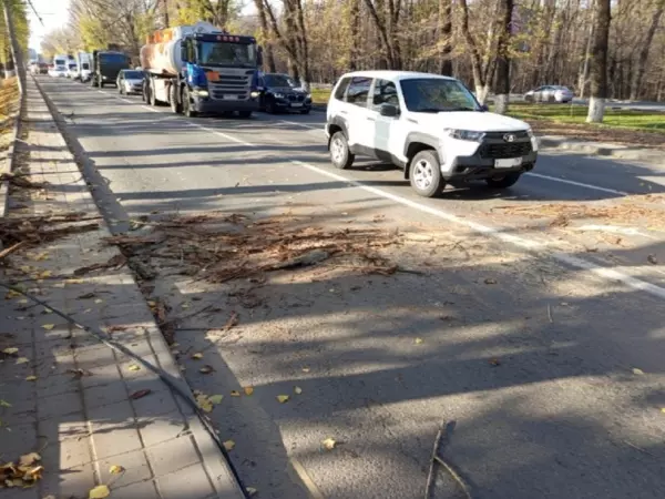 Фото к материалу: В Ростове убрали дерево, перегородившее дорогу на Шолохова