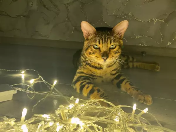 Фото к материалу: В Ростове сотни жителей остались без света из-за аварии