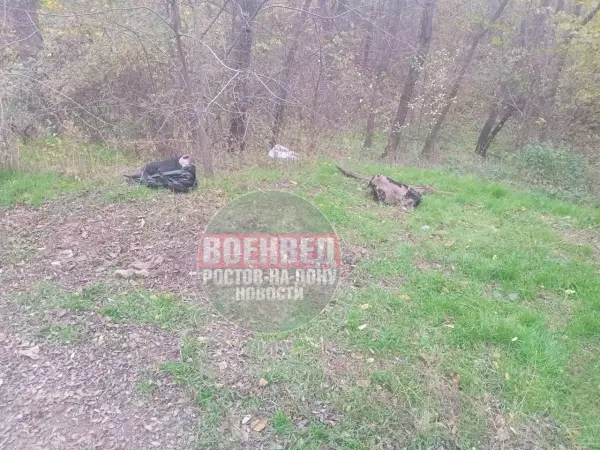 Фото к материалу: Отрубленную коровью голову нашли недалеко от Змиевской балки в Ростове