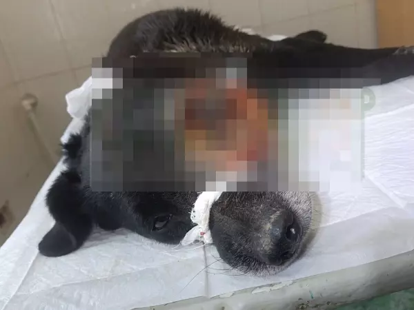 Фото к материалу: Волонтеры из Шахт пытаются спасти собаку с огромной опухолью на голове 