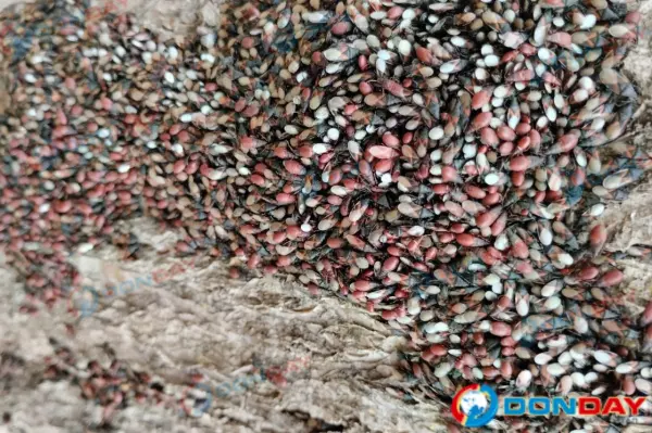 Фото к материалу: Жуткий конкурент златки: огромная колония клопов захватила липовую аллею в Таганроге