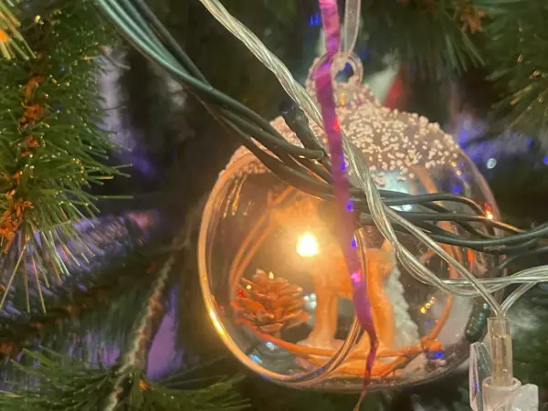 Фото к материалу: В Ростовскую область направили первую партию елок к Новому году