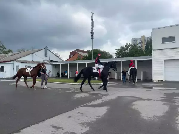 Фото к материалу: Петиция за сохранение Ростовского ипподрома набрала почти 5 тысяч голосов