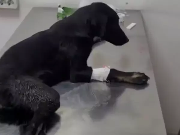 Фото к материалу: Покалечил и бросил умирать в канаве: в Ростовской области неизвестный расстрелял собаку