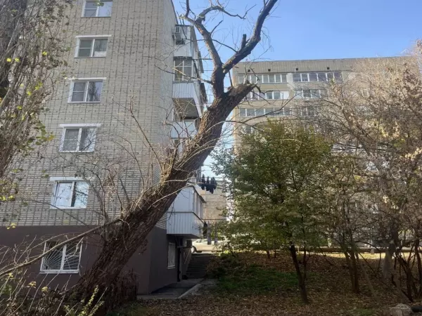 Фото к материалу: Жители Ростова просят спилить частично разрушенное дерево на Самаркандской