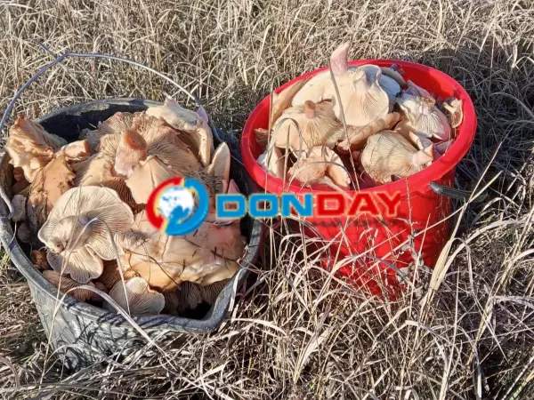 Фото к материалу: На севере Ростовской области подзамерзли первые грибы