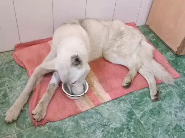 Фото к материалу: В Шахтах собаку укусил зараженный клещ