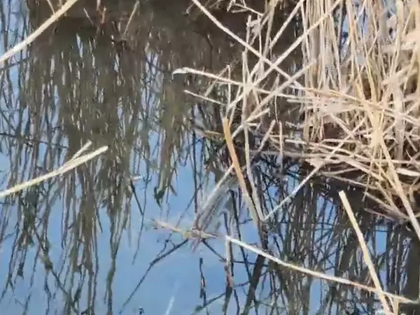 Фото к материалу: Информацию о загрязнении реки в Морозовском районе проверит Росприроднадзор 