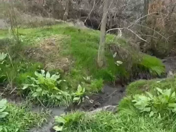 Фото к материалу: Министр ЖКХ Ростовской области прокомментировала загрязнения реки Грушевка в Шахтах