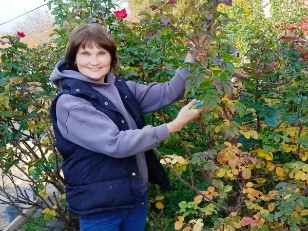 Фото к материалу: Дачница из Ростовской области поделилась правилами обрезки плетистых роз