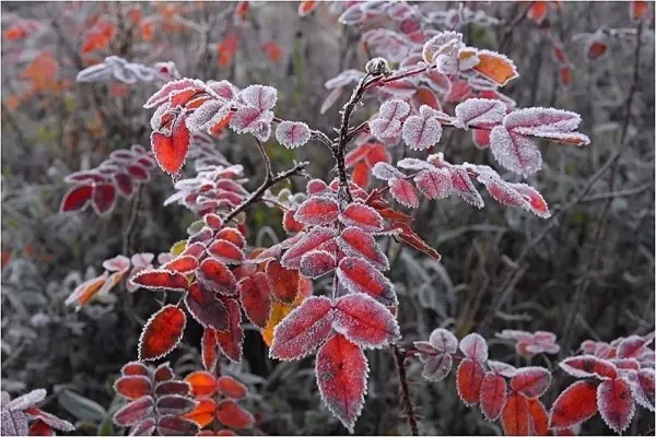 Фото к материалу: На севере Ростовской области прогнозируют заморозки до -3 градусов