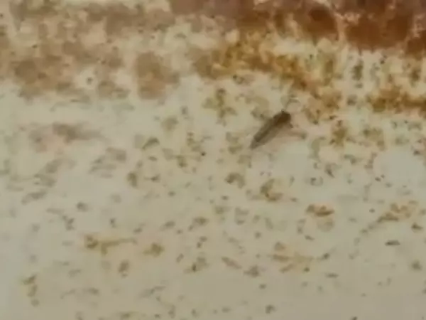 Фото к материалу: В администрации Азовского района отреагировали на кадры с личинками в воде из крана