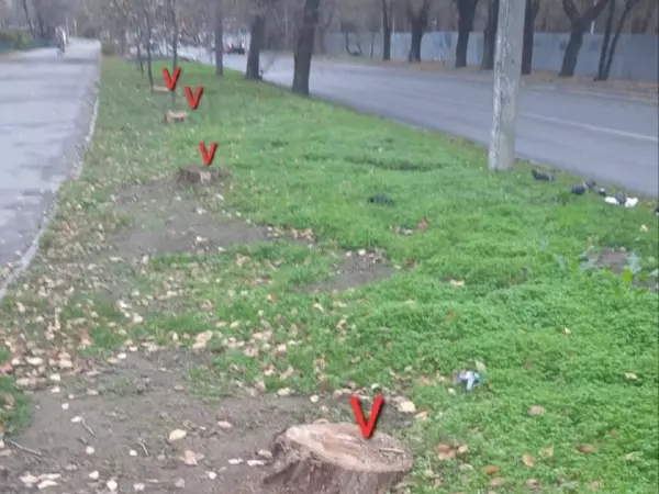 Фото к материалу: В Ростове на Капустина снесли 14 деревьев