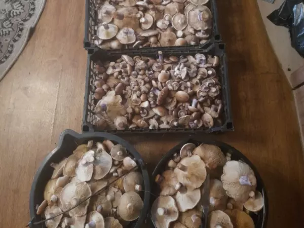 Фото к материалу: Названы районы Ростовской области, где больше всего грибов-синеножек