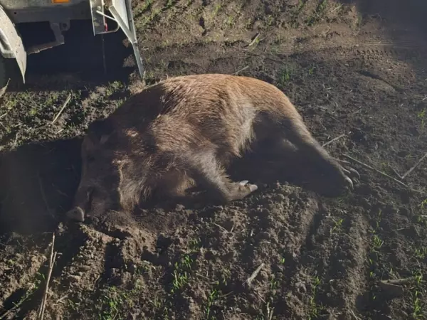Фото к материалу: В Ростовской области завели дело на охотника-браконьера, застрелившего кабанов