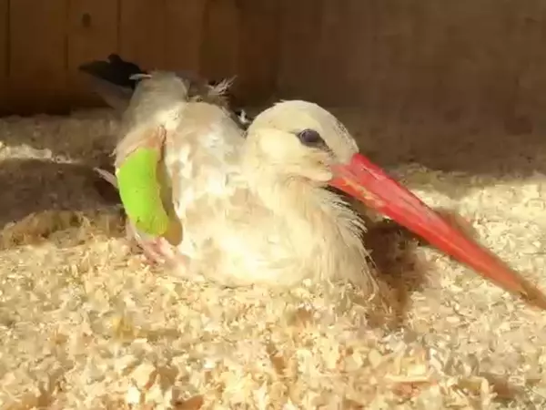 Фото к материалу: В парке «Малинки» спасли раненного дробью краснокнижного белого аиста