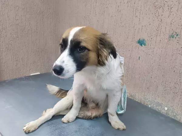 Фото к материалу: Парализованная собака с переломом позвоночника из Сальска больше не сможет ходить