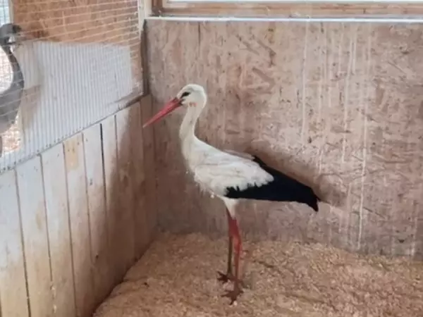 Фото к материалу: В донском парке «Малинки» рассказали о самочувствии краснокнижного аиста после операции