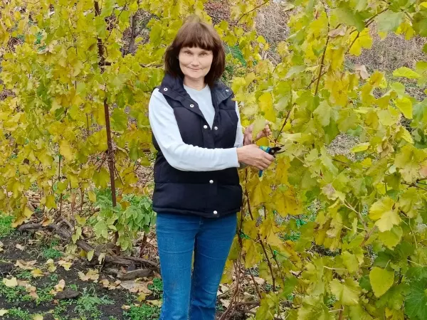 Фото к материалу: Дачница из Ростовской области рассказала, как подготовить виноград к зимовке