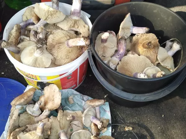 Фото к материалу: Жители Ростовской области назвали районы, где нашли больше всего грибов