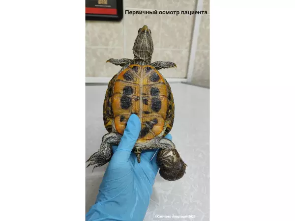Фото к материалу: Черепаху с пережатой волосами лапой спасла ветврач из Ростова