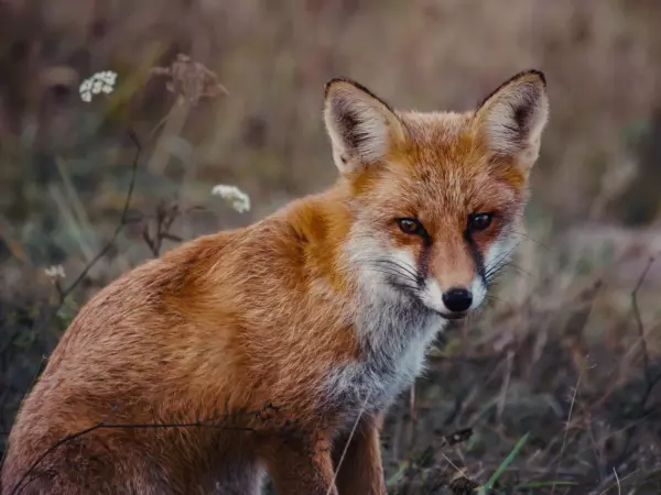 Фото к материалу: На курортной части Железноводска заметили гуляющих лис