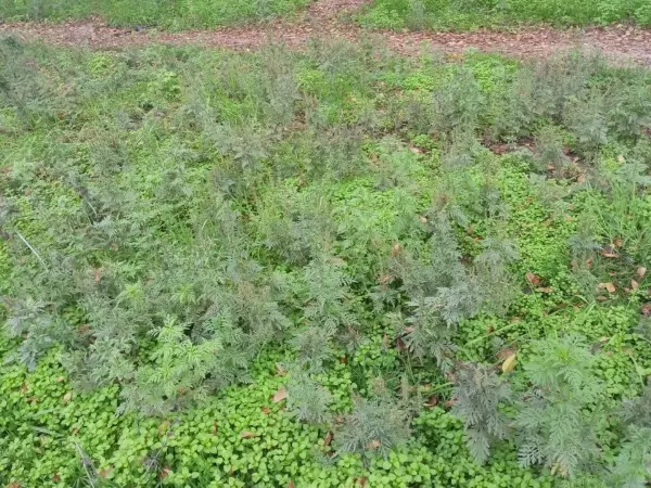 Фото к материалу: Заросли амброзии заполонили улицы Ростова в ноябре