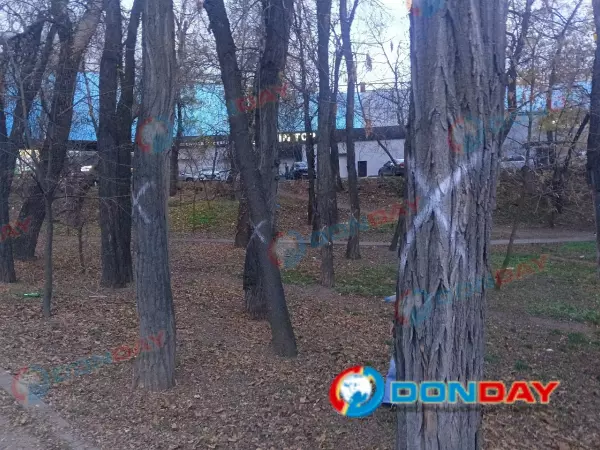 Фото к материалу: Десятки деревьев вырубят на улице Киргизской в Ростове