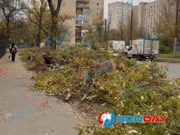 Фото к материалу: Жители Ростова обеспокоены массовой вырубкой деревьев в Первомайском районе
