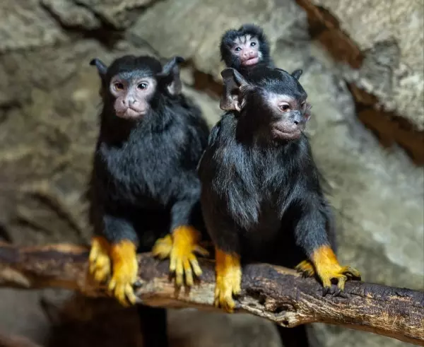 Фото к материалу: Два детеныша красноруких тамаринов родились в парке «Лога» в Ростовской области