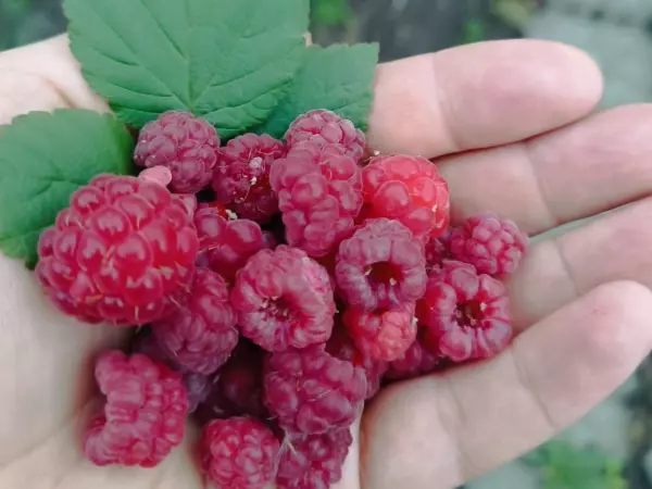 Фото к материалу: В Ростовской области накануне зимы созрели ягоды малины