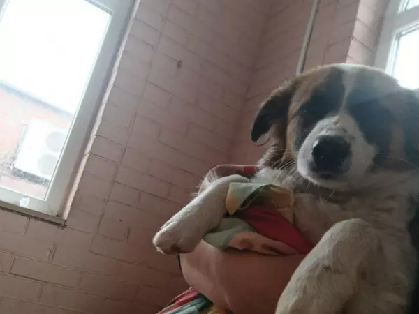 Фото к материалу: Парализованной собаке из Сальска нужны операция и коляска