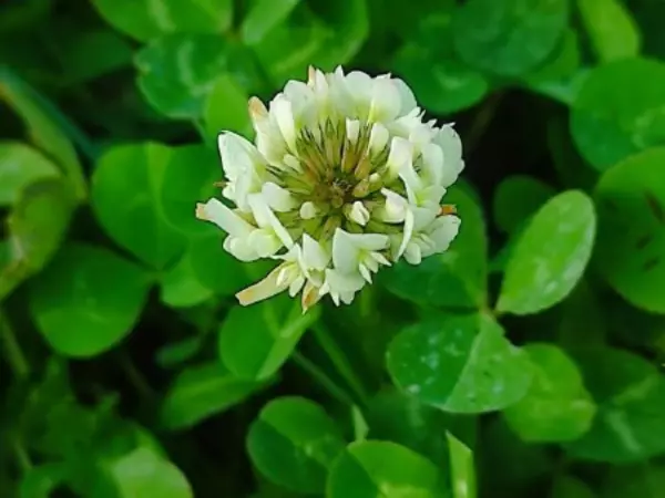 Фото к материалу: Расцвели розы и набухли почки: В Ростовскую область пришла «ложная весна»