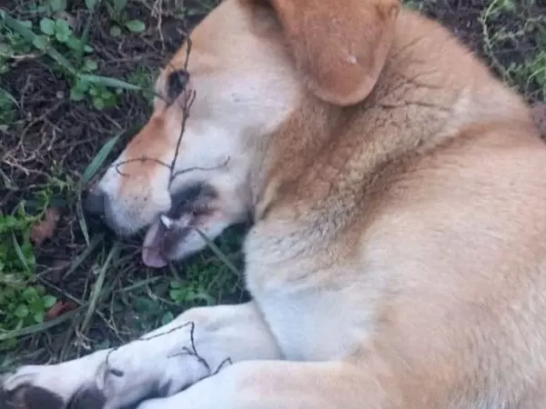 В Ростове жители Суворовского просят вмешаться в массовое убийство бездомных собак