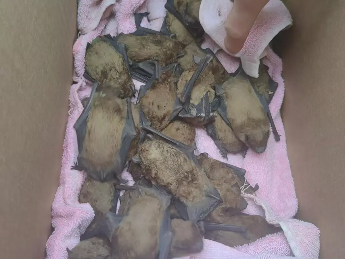 Еще 10 летучих мышей погибли из-за падения с многоэтажки в Ростове