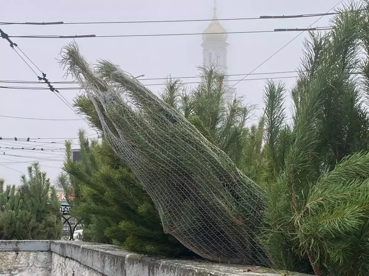 За самовольную вырубку елок жителям Ростовской области грозит штраф или даже тюрьма