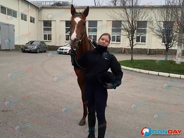 Во время сноса конюшен на ростовском ипподроме едва не покалечились девушка-жокей и ее лошадь
