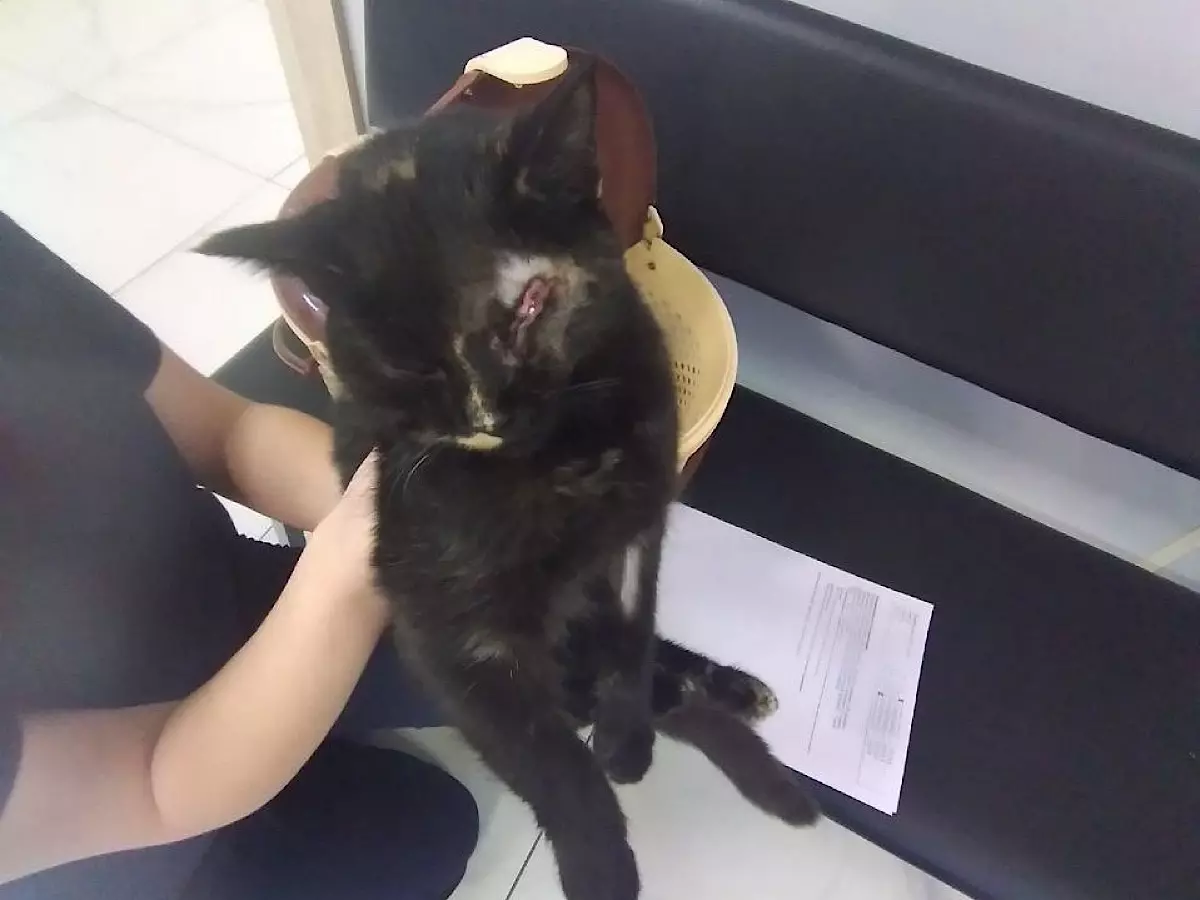 В Шахтах кошке с лопнувшим глазом провели операцию 
