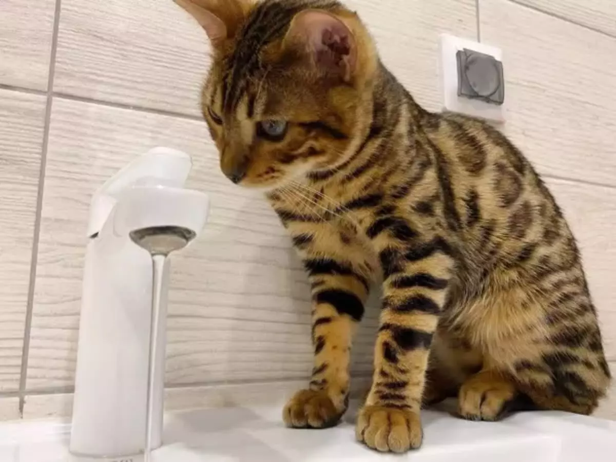 ФАС уличил администрацию Батайска в ограничении конкуренции в сфере ЖКХ