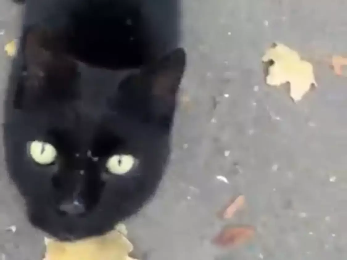 Ветеринары из Ростовской области спасли кота с выпавшим кишечником