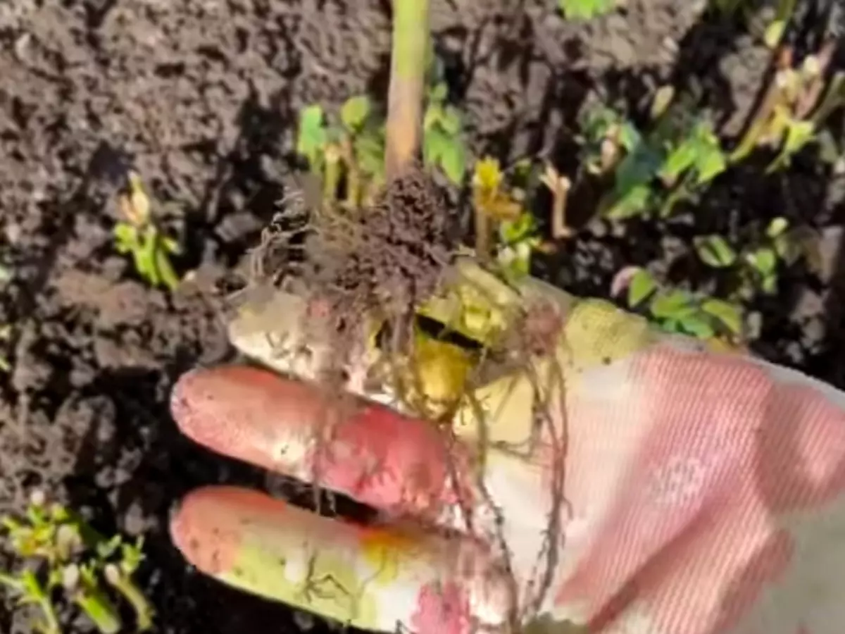 Дачница из Ростовской области поделилась простым способом укоренения роз