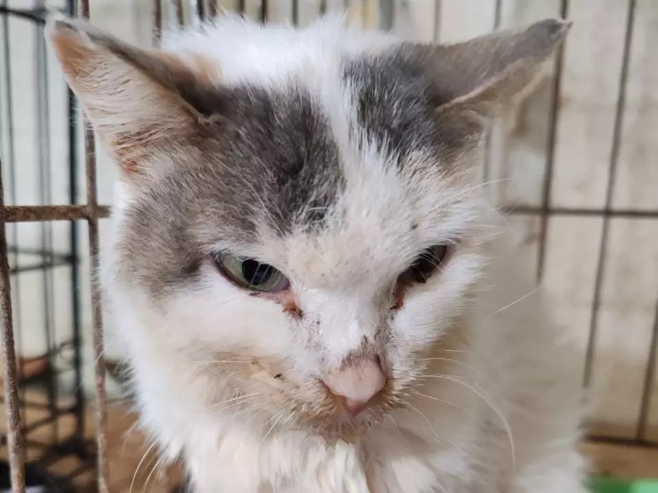 В Ростовской области волонтеры спасают кошку с целым букетом неизлечимых болезней