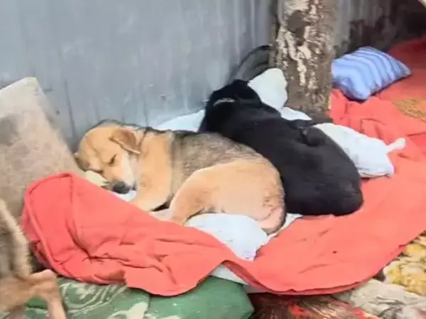 По факту жестокого обращения с животными в приюте под Ростовом возбудили уголовное дело