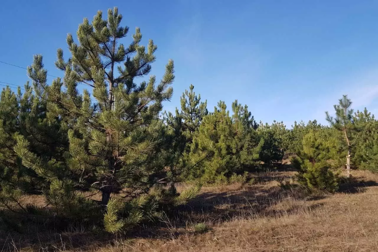 В Ростовской области ввели усиленный контроль лесного фонда из-за браконьеров