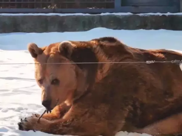 Медведи из Ростовского зоопарка официально впали в спячку